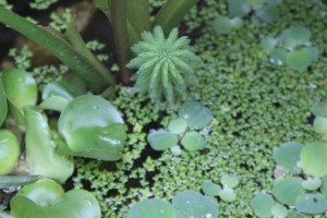 Little pond plants