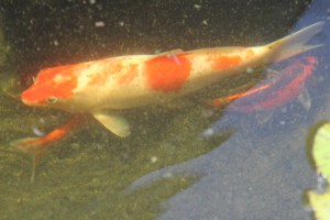 King of the Koi pond.