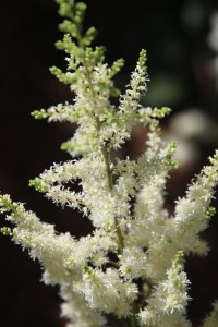 I have white and pink varieties.