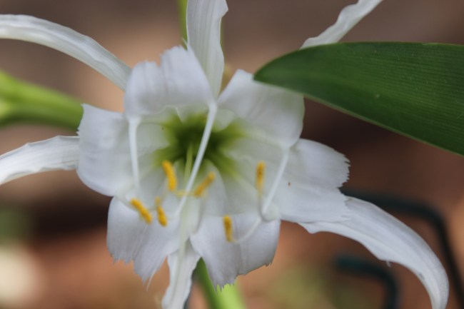 My newest bulb has shown it's lovely face.
