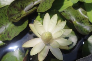 water lily