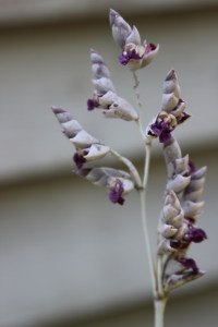 Cluster of flowers on a four foot tall stalk.