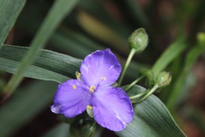Zwanenburg Blue Spiderwort June 2015