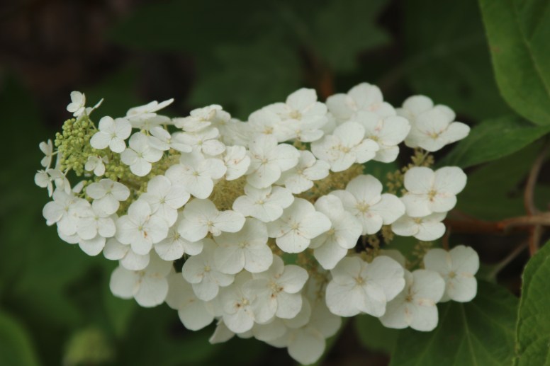oakleaf hydrangea