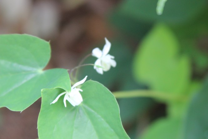 Epimedium