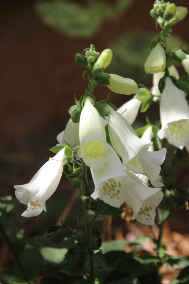 Camelot White foxglove