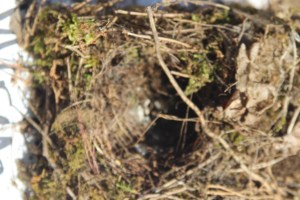 Wren nest: tallest with a dome