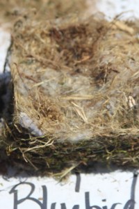Bluebird nest: loose with an indentation in the middle