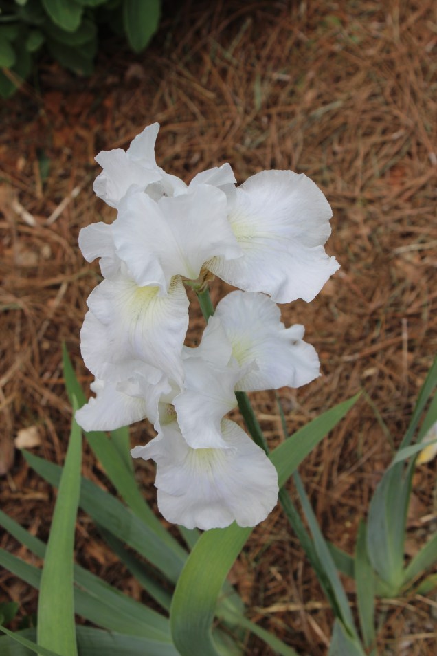 Immortality Bearded Iris