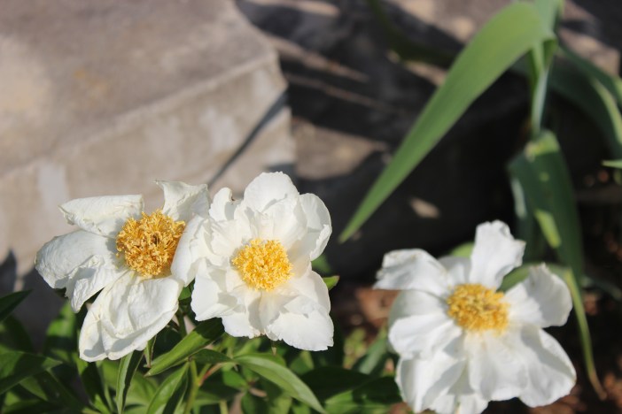 Krinkled White Peony