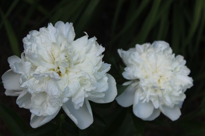 Duchess de Nemours Peony
