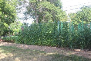 The best garden ever, again.