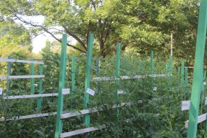 Tomatoes staked and tagged.