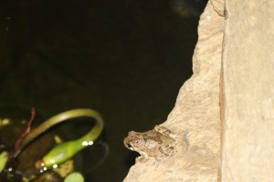 frog by the pond