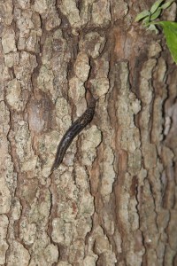 snail climbing tree