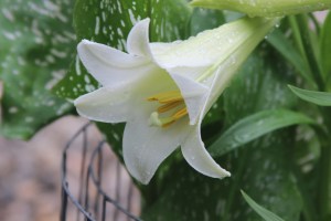 Easter Lily/ June 4