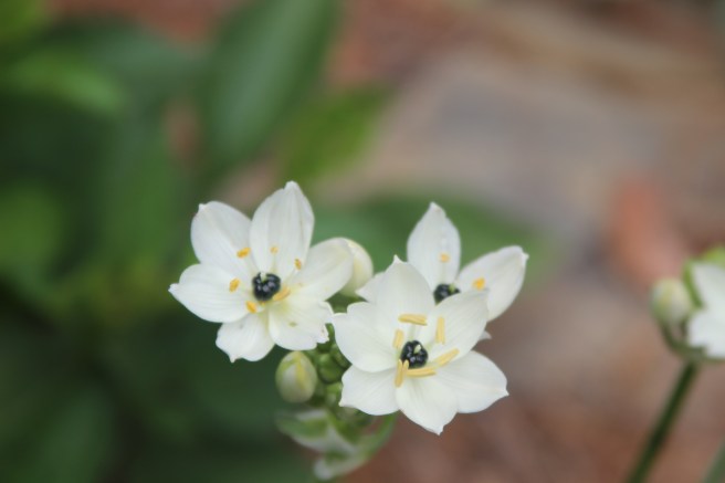 Ornithogalum arabicum