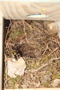 Wren nest. 