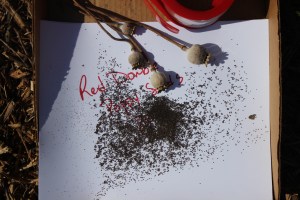 Folded paper with name of seeds.