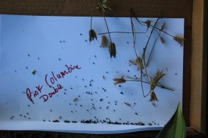 Columbine pods and seeds