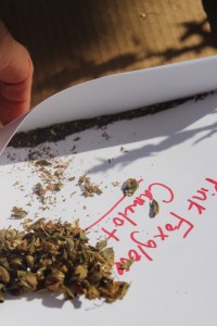 Tiny Foxglove seeds. Don't sneeze.