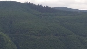 Trees that survived.