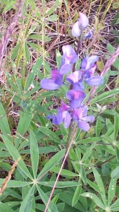 Lupine