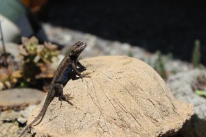 Lizard on a stoneshroom.
