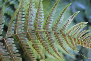 Autumn Fern frond with sori.