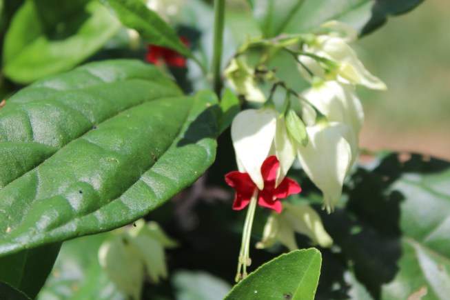 Bloom day July 15 023