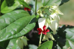 Bloom day July 15 023