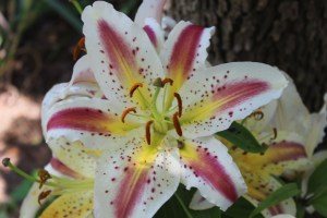 Stargazer Lily/Playtime