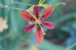 Blackberry Lily