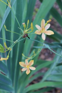Blackberry/Leopard lily hybrids