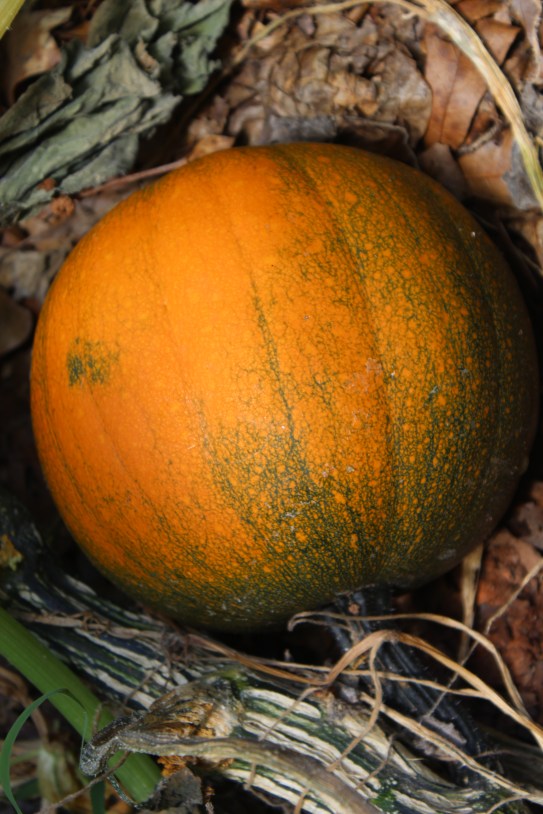 Bleeding Heart Vine Clerodendrum thomasoniae