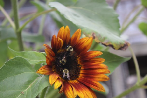 Sunflower and friends