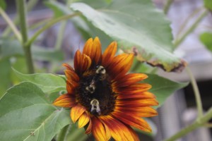 Sunflower and friends