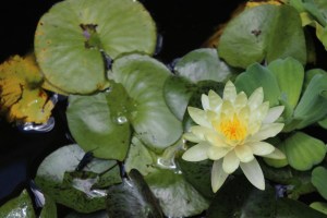Water lily