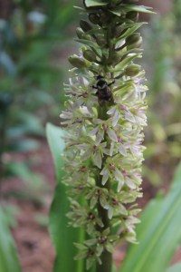 Eucomis/Pineapple lily and bee