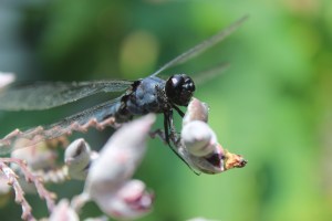 Dragonfly on blooms of aquatic Thalia dealbata.