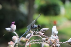Dragonfly 044
