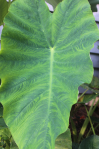 non-variegated leaf pattern