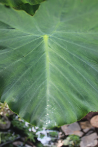 Sharing the rain drops.