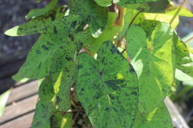 Featured Image -- 378