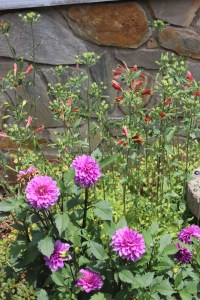 Dahlias and Alstroemeria/Peruvian lily