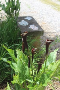 Hot Chocolate Callas
