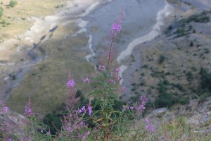 succession flowers near volcanoe