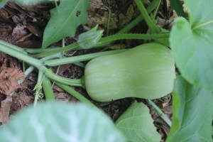 Butternut squash from buried compost.