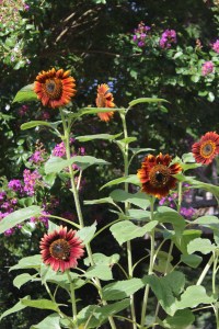 Sunflowers from birdseed.