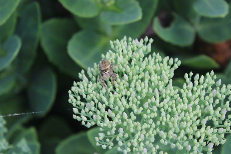 Spider spying on me.